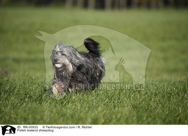 Polish lowland sheepdog / RR-30933
