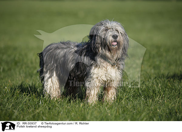 Polish lowland sheepdog / RR-30937