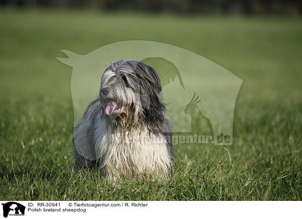 Polish lowland sheepdog / RR-30941