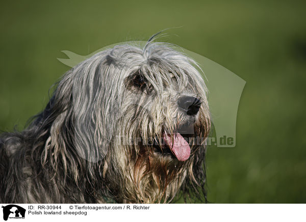 Polish lowland sheepdog / RR-30944