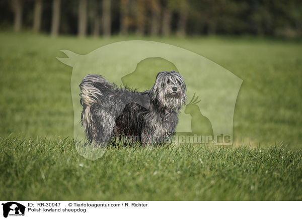Polish lowland sheepdog / RR-30947