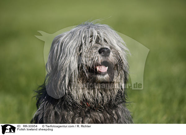 Polnischer Niederungshtehund / Polish lowland sheepdog / RR-30954