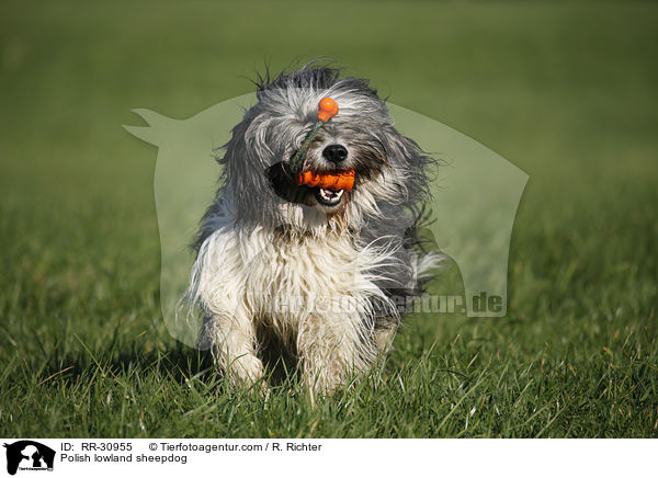 Polish lowland sheepdog / RR-30955