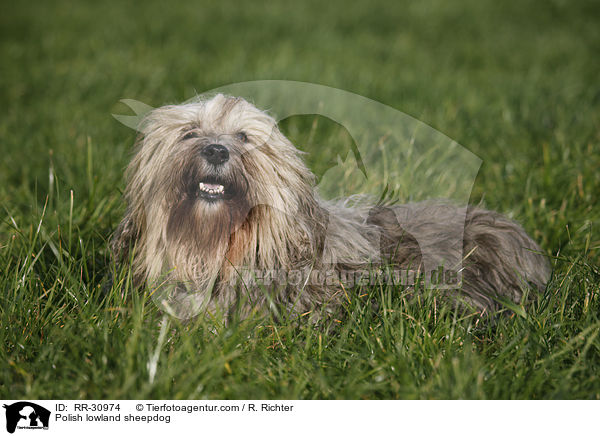 Polish lowland sheepdog / RR-30974