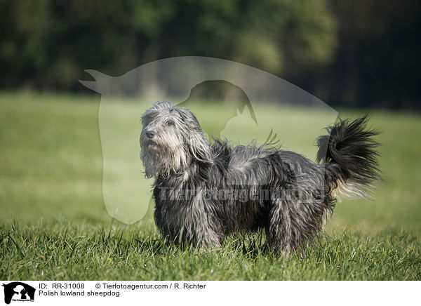 Polnischer Niederungshtehund / Polish lowland sheepdog / RR-31008