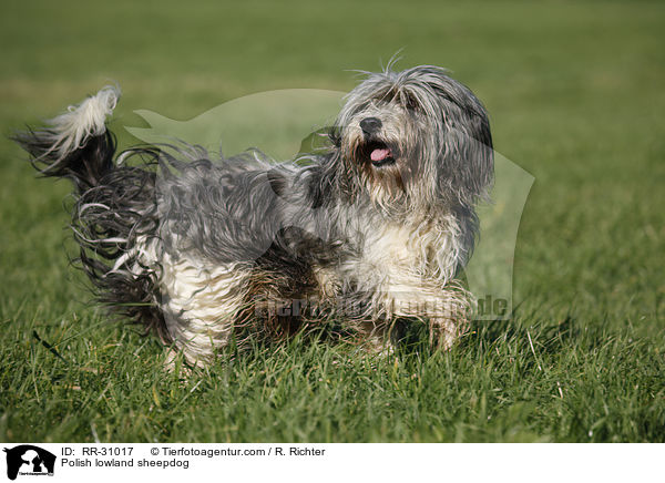 Polnischer Niederungshtehund / Polish lowland sheepdog / RR-31017