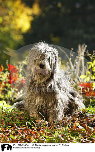 Polnischer Niederungshtehund / Polish lowland sheepdog / RR-31034