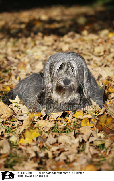 Polish lowland sheepdog / RR-31060