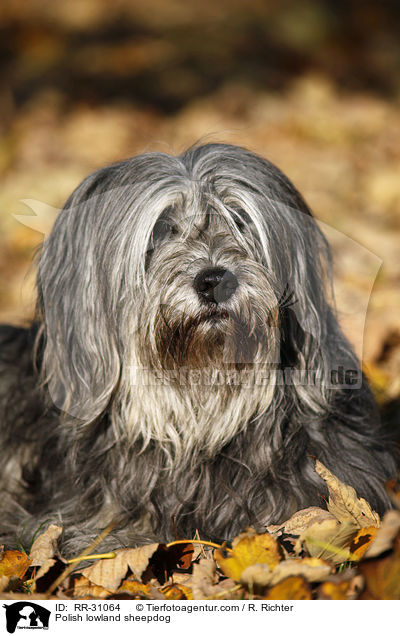 Polnischer Niederungshtehund / Polish lowland sheepdog / RR-31064