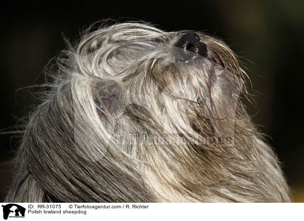 Polnischer Niederungshtehund / Polish lowland sheepdog / RR-31075