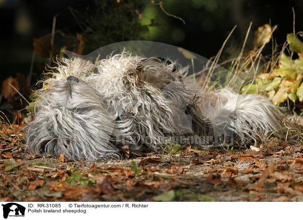 Polnischer Niederungshtehund / Polish lowland sheepdog / RR-31085