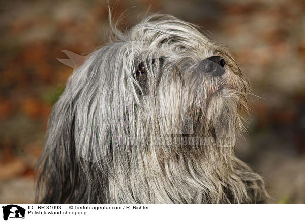 Polnischer Niederungshtehund / Polish lowland sheepdog / RR-31093