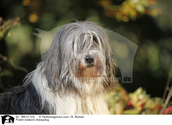 Polish lowland sheepdog / RR-31103