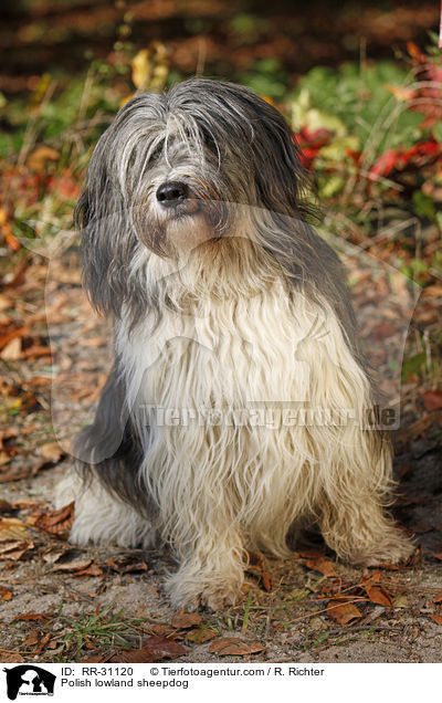 Polnischer Niederungshtehund / Polish lowland sheepdog / RR-31120