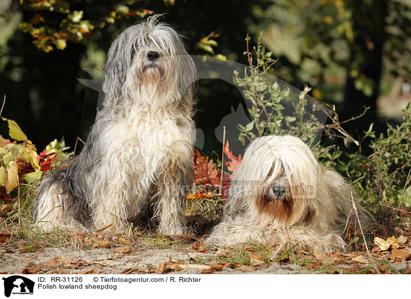 Polnischer Niederungshtehund / Polish lowland sheepdog / RR-31126