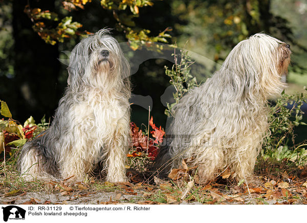 Polnischer Niederungshtehund / Polish lowland sheepdog / RR-31129