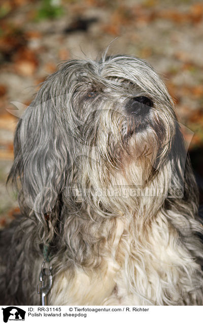 Polnischer Niederungshtehund / Polish lowland sheepdog / RR-31145