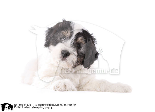 Polnischer Niederungshtehund Welpe / Polish lowland sheepdog puppy / RR-41636