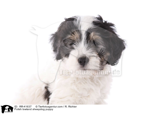 Polnischer Niederungshtehund Welpe / Polish lowland sheepdog puppy / RR-41637