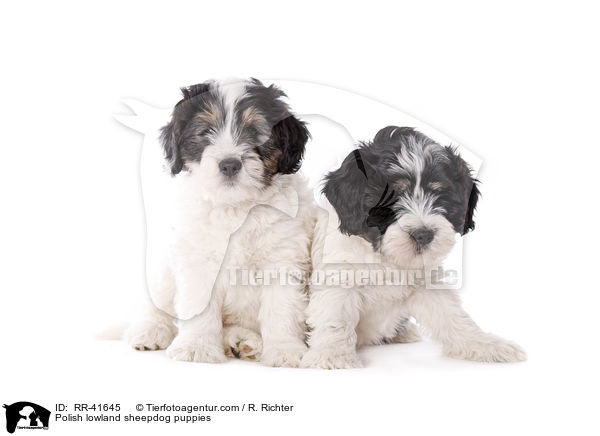 Polnischer Niederungshtehund Welpen / Polish lowland sheepdog puppies / RR-41645