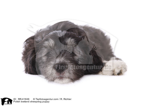 Polnischer Niederungshtehund Welpe / Polish lowland sheepdog puppy / RR-41648