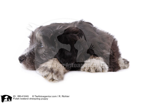 Polnischer Niederungshtehund Welpe / Polish lowland sheepdog puppy / RR-41649