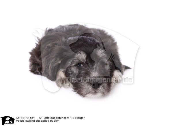 Polnischer Niederungshtehund Welpe / Polish lowland sheepdog puppy / RR-41654