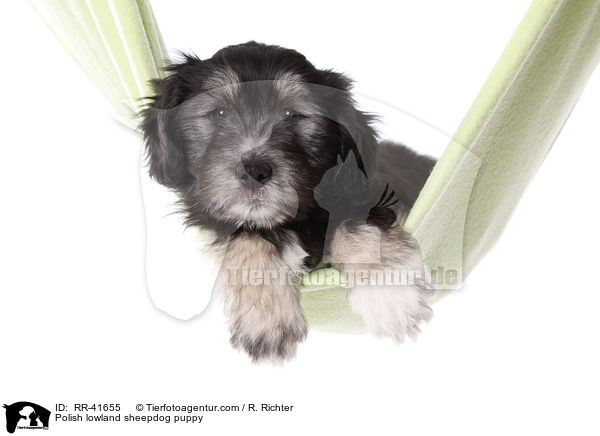 Polnischer Niederungshtehund Welpe / Polish lowland sheepdog puppy / RR-41655