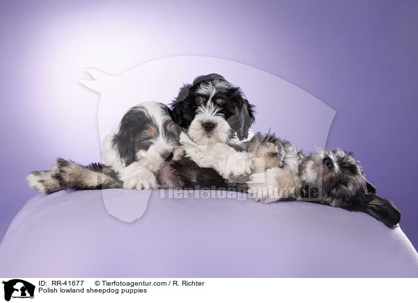 Polnischer Niederungshtehund Welpen / Polish lowland sheepdog puppies / RR-41677