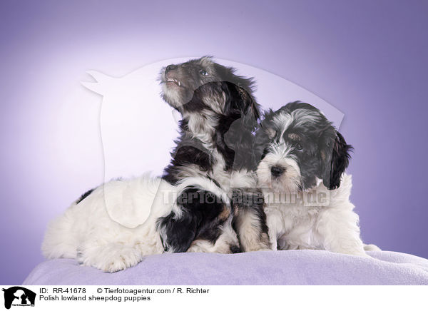 Polish lowland sheepdog puppies / RR-41678