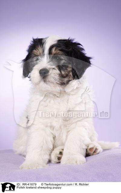 Polnischer Niederungshtehund Welpe / Polish lowland sheepdog puppy / RR-41679
