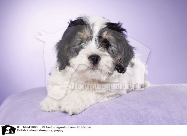 Polnischer Niederungshtehund Welpe / Polish lowland sheepdog puppy / RR-41680