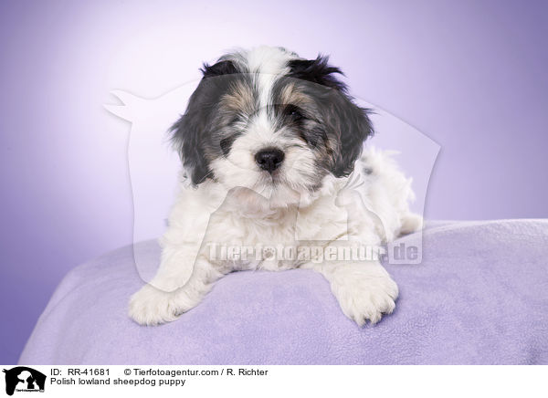 Polnischer Niederungshtehund Welpe / Polish lowland sheepdog puppy / RR-41681