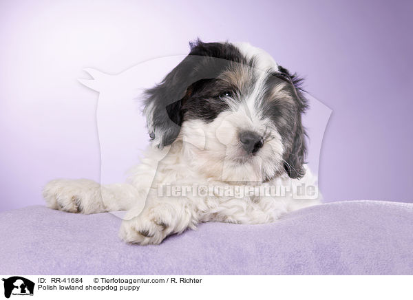 Polnischer Niederungshtehund Welpe / Polish lowland sheepdog puppy / RR-41684