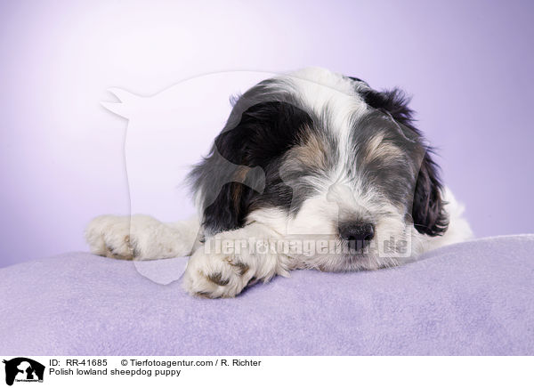Polnischer Niederungshtehund Welpe / Polish lowland sheepdog puppy / RR-41685