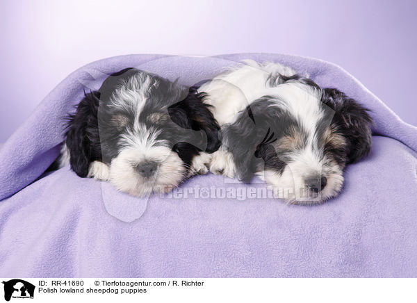 Polnischer Niederungshtehund Welpen / Polish lowland sheepdog puppies / RR-41690