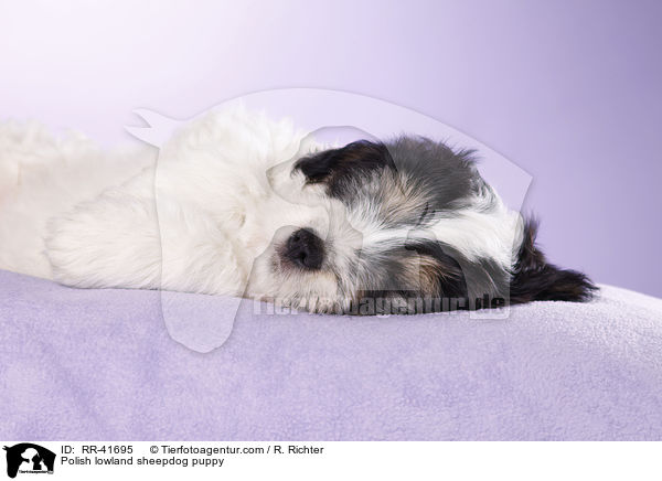 Polnischer Niederungshtehund Welpe / Polish lowland sheepdog puppy / RR-41695