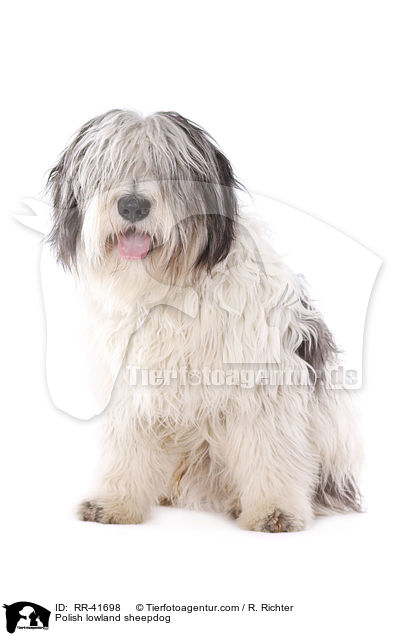 Polnischer Niederungshtehund / Polish lowland sheepdog / RR-41698