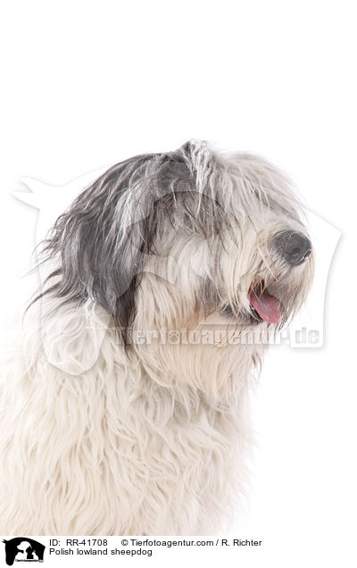 Polnischer Niederungshtehund / Polish lowland sheepdog / RR-41708