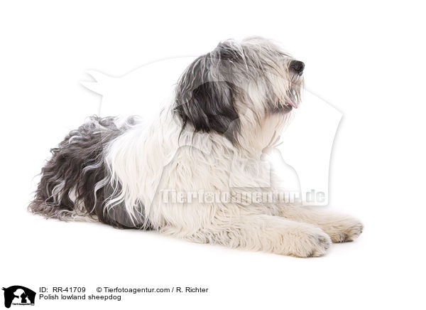 Polish lowland sheepdog / RR-41709