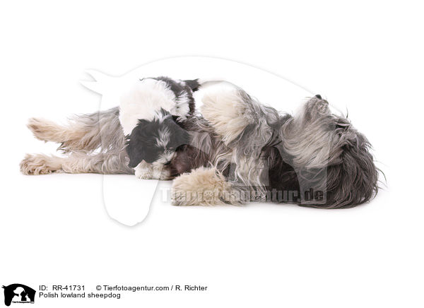 Polish lowland sheepdog / RR-41731