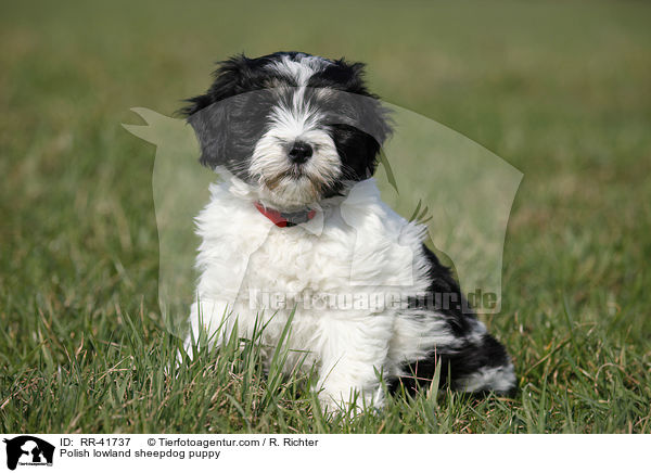 Polnischer Niederungshtehund Welpe / Polish lowland sheepdog puppy / RR-41737