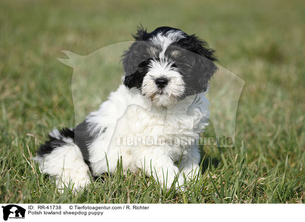 Polish lowland sheepdog puppy / RR-41738