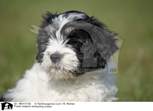 Polish lowland sheepdog puppy / RR-41739