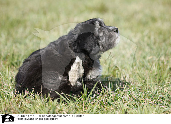 Polnischer Niederungshtehund Welpe / Polish lowland sheepdog puppy / RR-41744