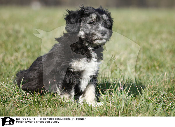 Polish lowland sheepdog puppy / RR-41745