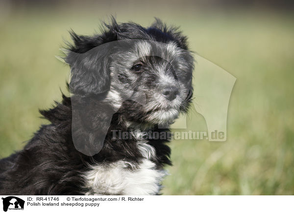 Polnischer Niederungshtehund Welpe / Polish lowland sheepdog puppy / RR-41746
