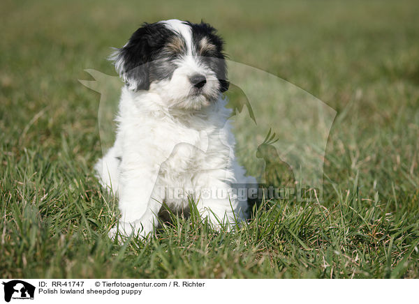 Polnischer Niederungshtehund Welpe / Polish lowland sheepdog puppy / RR-41747
