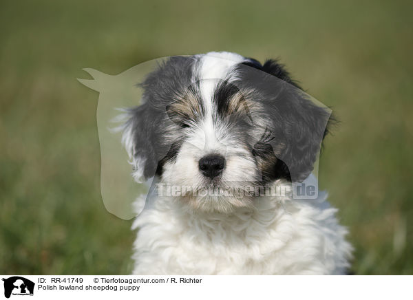 Polish lowland sheepdog puppy / RR-41749