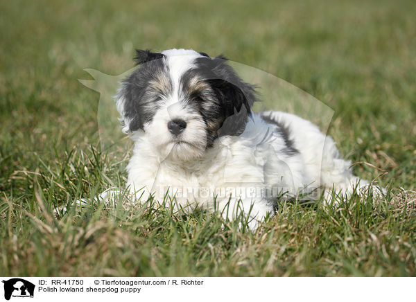 Polish lowland sheepdog puppy / RR-41750